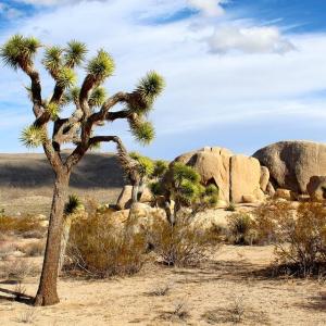Joshua Tree National Park